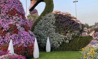 مشهد ساحر في حديقة الفراشات دبي