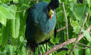 الكوكب الأخضر - دبي | The Green Planet Dubai – تجربة استوائية فريدة للعائلات