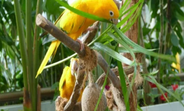 حيوانات استوائية في الكوكب الأخضر