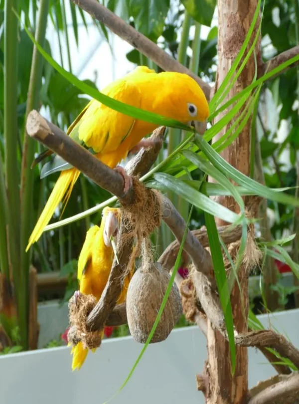 حيوانات استوائية في الكوكب الأخضر