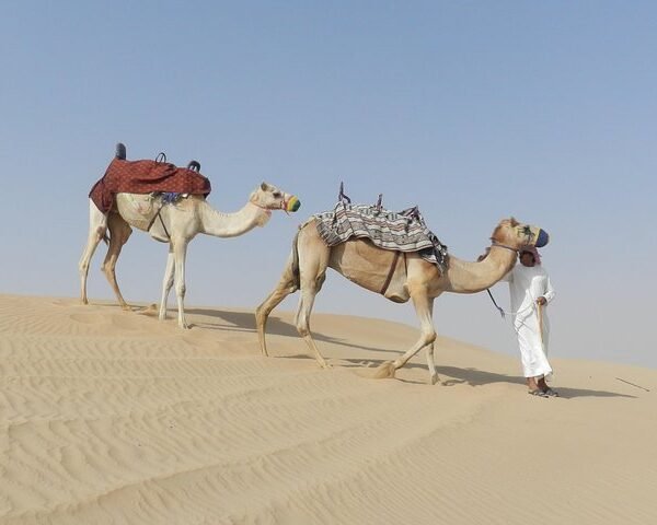 ركوب الجمال في صحراء دبي - تجربة صحراوية ممتعة