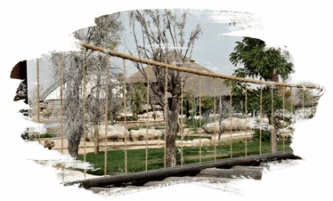 التمتع بمشاهدة الحيوانات النادرة في حديقة دبي