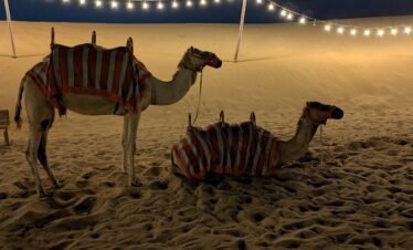 مغامرة سفاري الصحراء في دبي - ركوب الجمال وسط الكثبان الرملية.