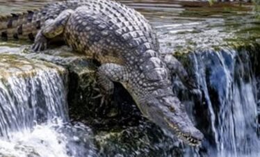 انغمس في عالم الحيوانات البرية في حديقة التماسيح في دبي.