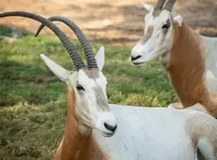 لقطة للحيوانات البرية في حديقة دبي سفاري