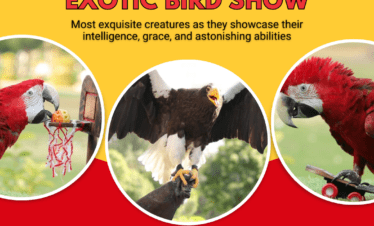 تجربة رائعة مع عرض الطيور الاستوائية في دبي