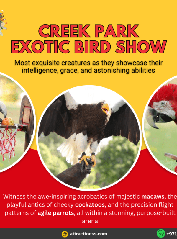 تجربة رائعة مع عرض الطيور الاستوائية في دبي