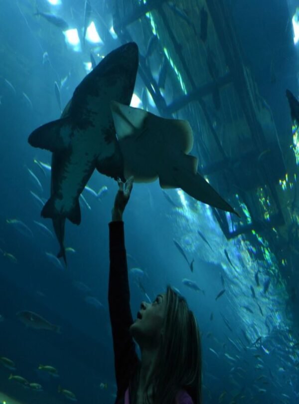 الحياة البحرية الساحرة في دبي