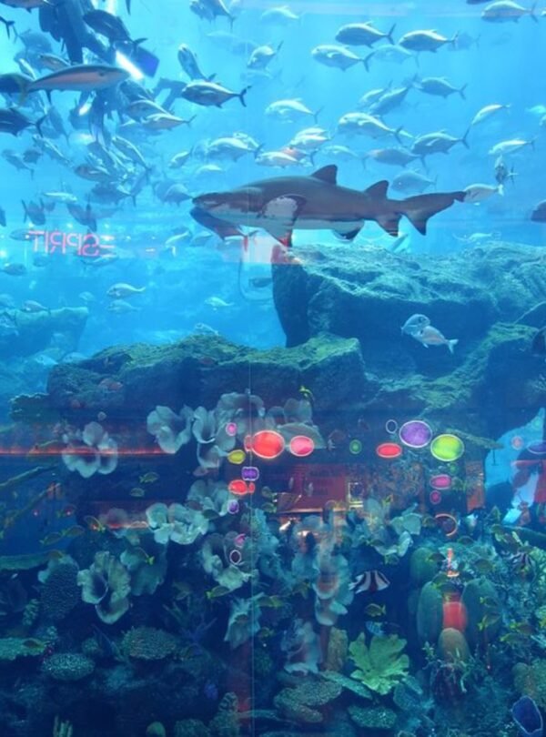 أكواريوم دبي – رحلة ممتعة لجميع أفراد العائلة