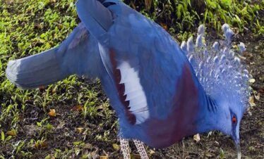 أجمل الطيور الاستوائية في دبي