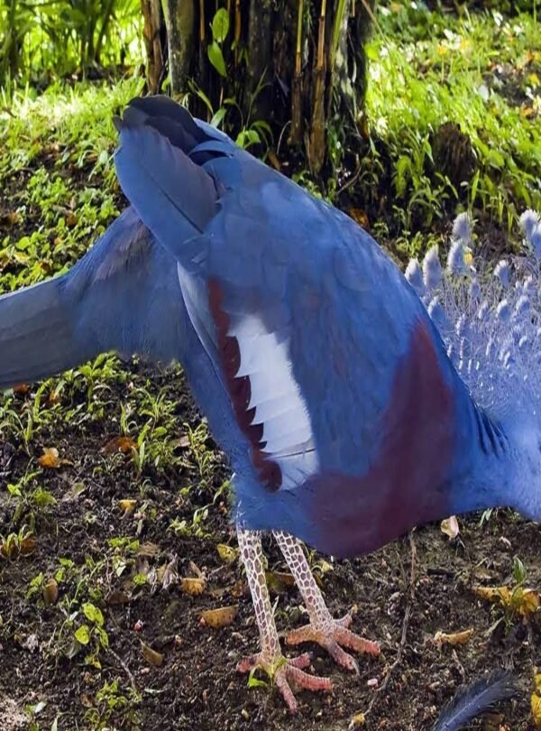 أجمل الطيور الاستوائية في دبي