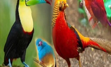 مشهد من عرض الطيور الاستوائية في دبي