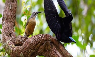 طيور استوائية ملونة في عرض الطيور الاستوائية دبي.