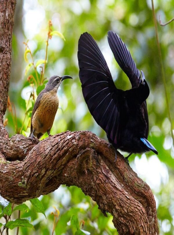 طيور استوائية ملونة في عرض الطيور الاستوائية دبي.